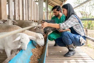 woman and man farmer feeding sheep